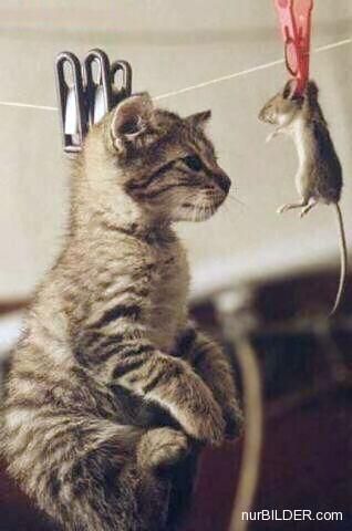 Katze und Maus an der Wäscheleine