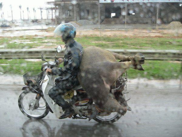 Das Schwein auf dem Moped