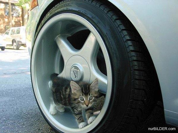 Süsse Katze in Autofelge