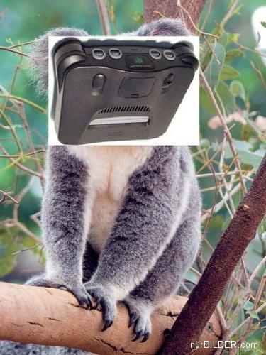 N64 Koala