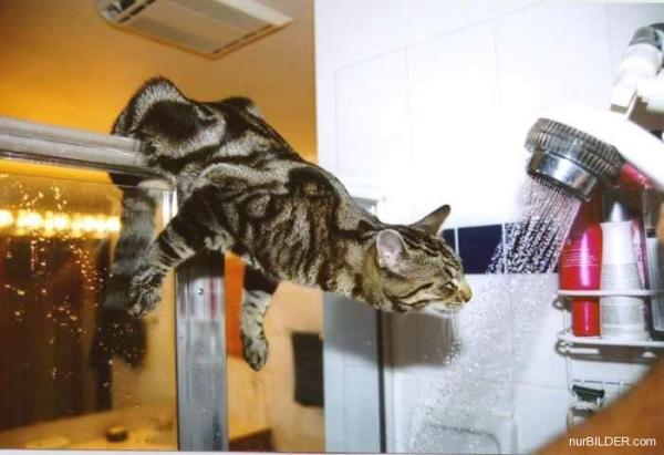 Katze in der Dusche