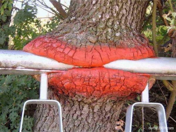 Baum mit Lippenstift