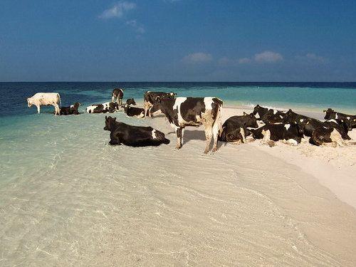 Kühe in der Karibik