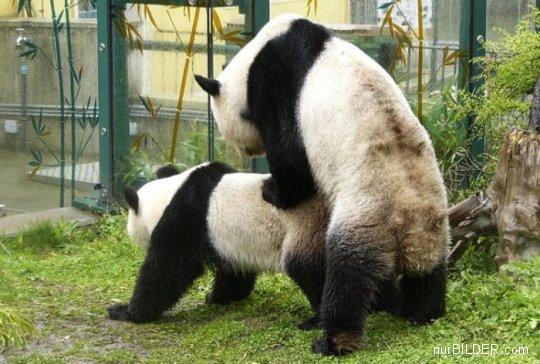 Pandas bei der Paarung